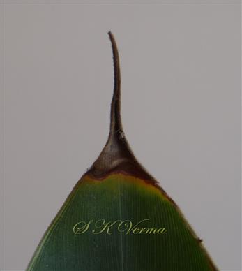  Leaf apex